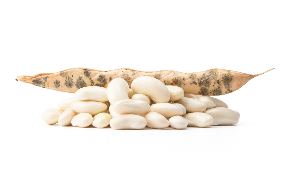 Cannellini Beans