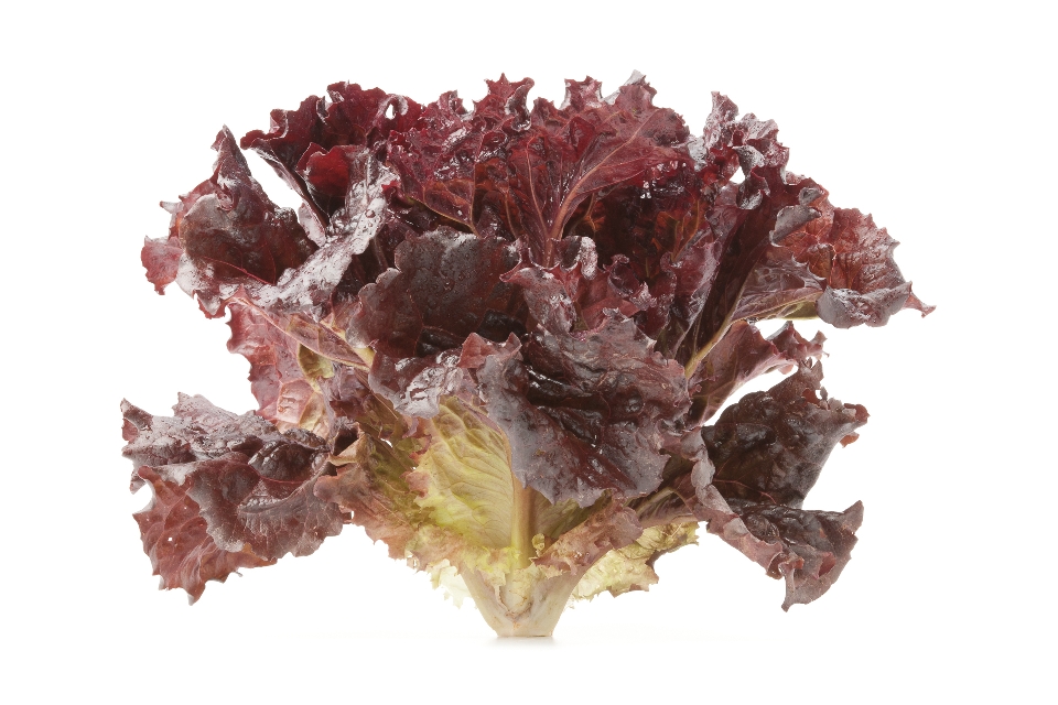 Galactic Lettuce