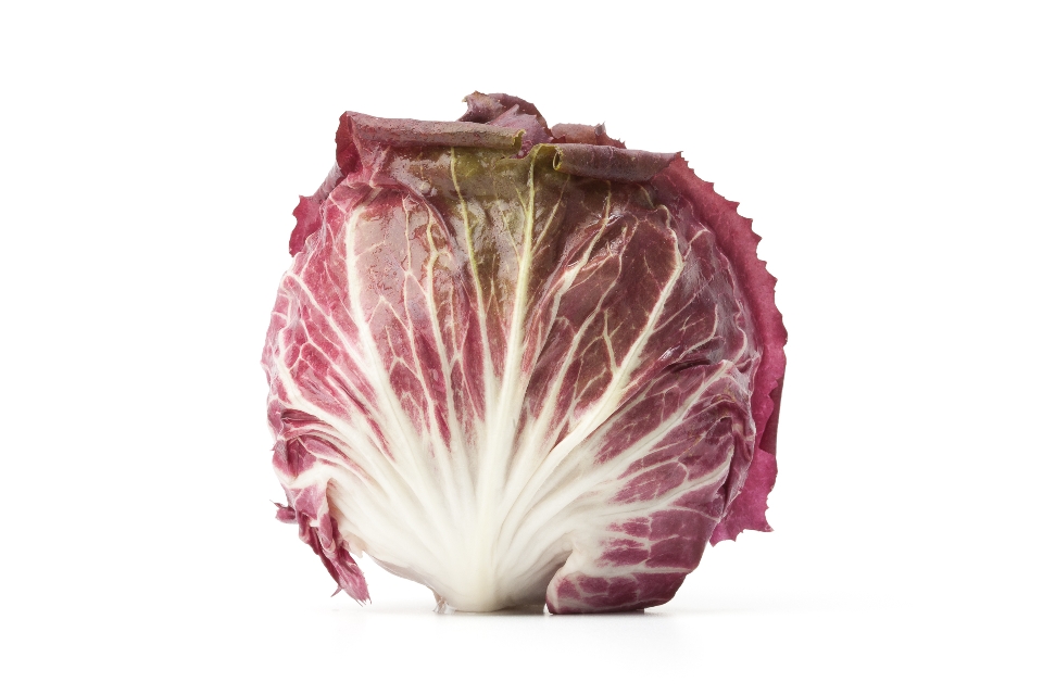 Indigo Radicchio