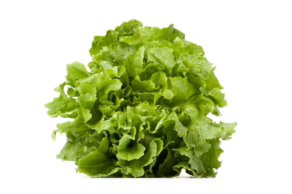 Escarole