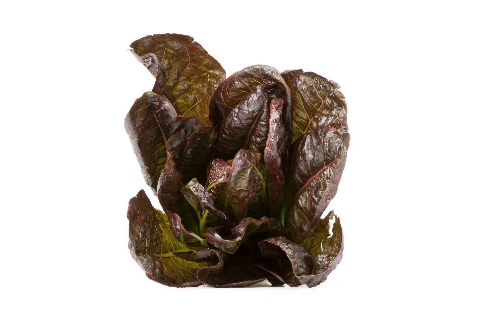 Red Romaine Lettuce