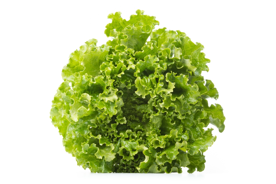 Green Star Lettuce