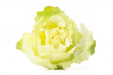 Castelfranco Chicory