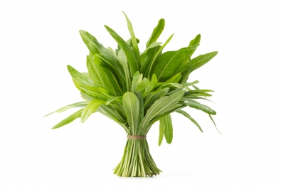 Puntarelle