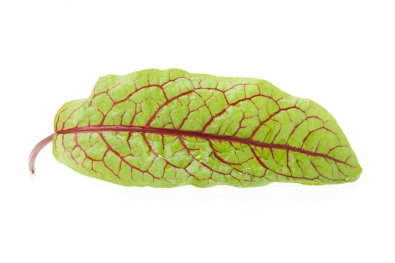 Red Sorrel