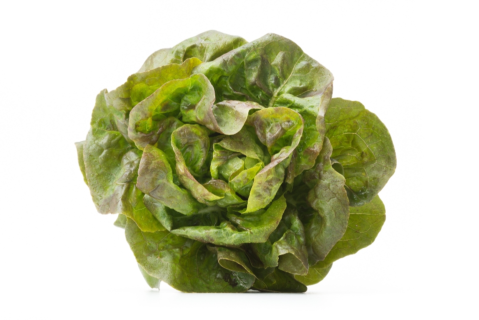 Australe Butterhead Lettuce