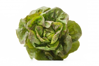 Australe Butterhead Lettuce
