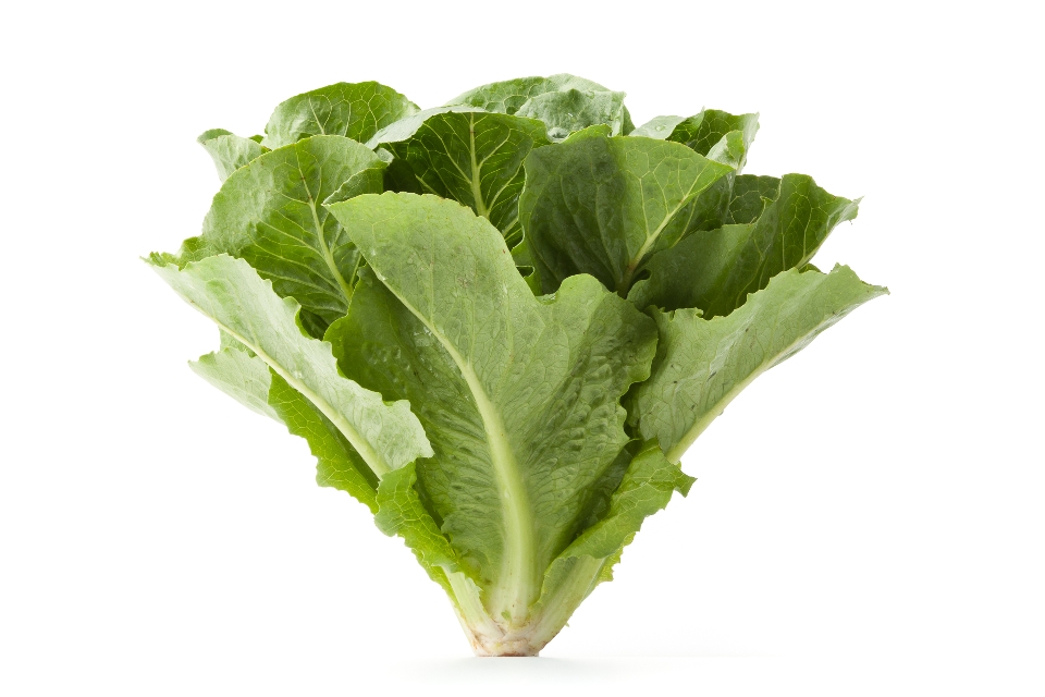 Green Romaine Lettuce