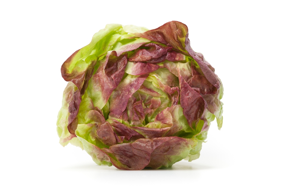 Red Boston Lettuce