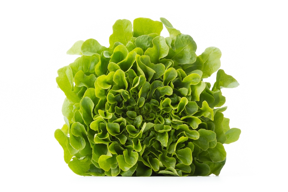 Green Oak Leaf Lettuce