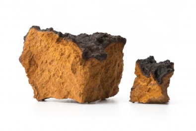 Chaga Mushroom