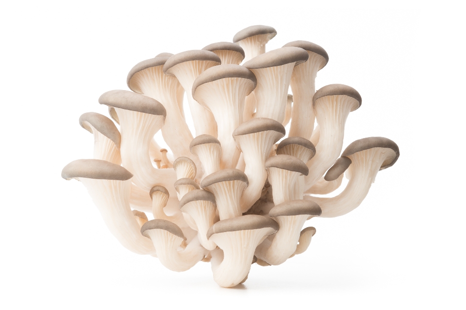 Blue Oyster Mushroom
