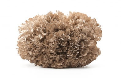 Hen-of-the-Woods Mushroom / Maitake Mushroom
