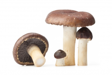 Mushrooms