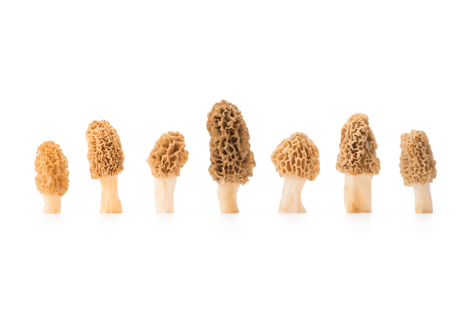 Yellow Morels