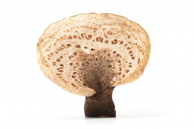 Pheasant's Back Mushroom / Dryad's Saddle Mushroom