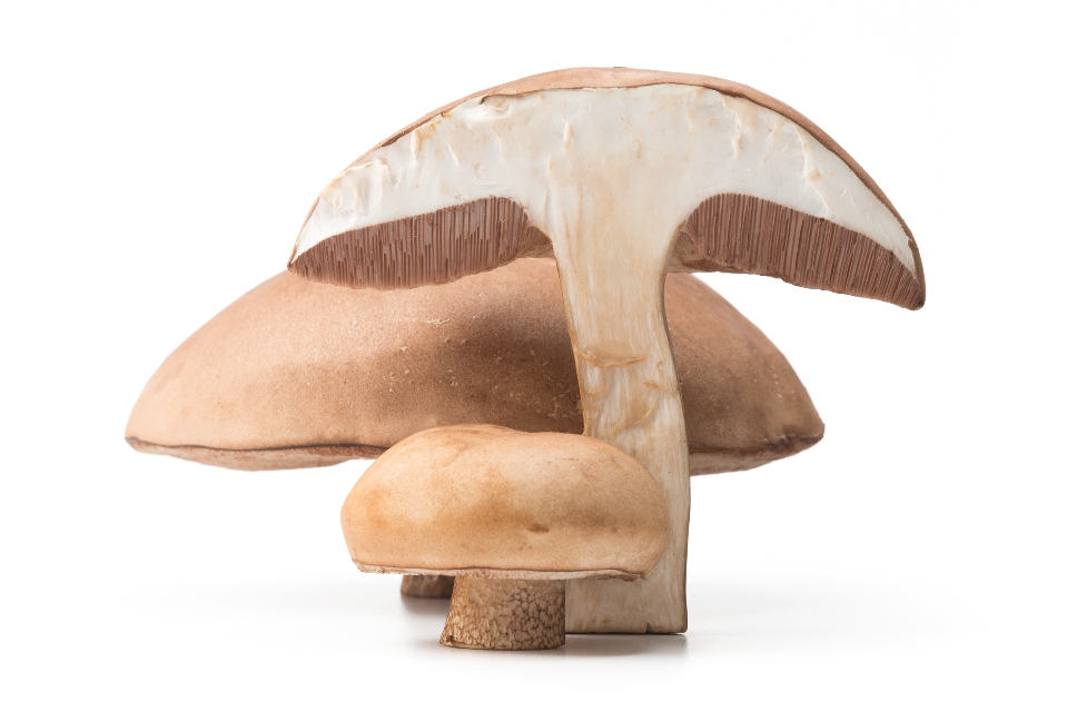 Tylopilus Felleus Mushrooms