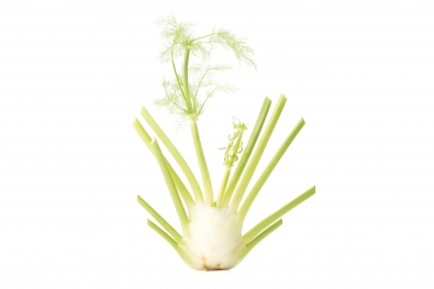 Fennel