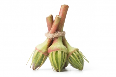 Star of David Okra