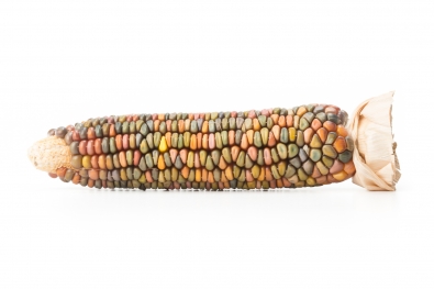 Earth Tones Dent Corn