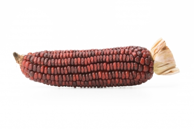 Strubbes Orange Corn