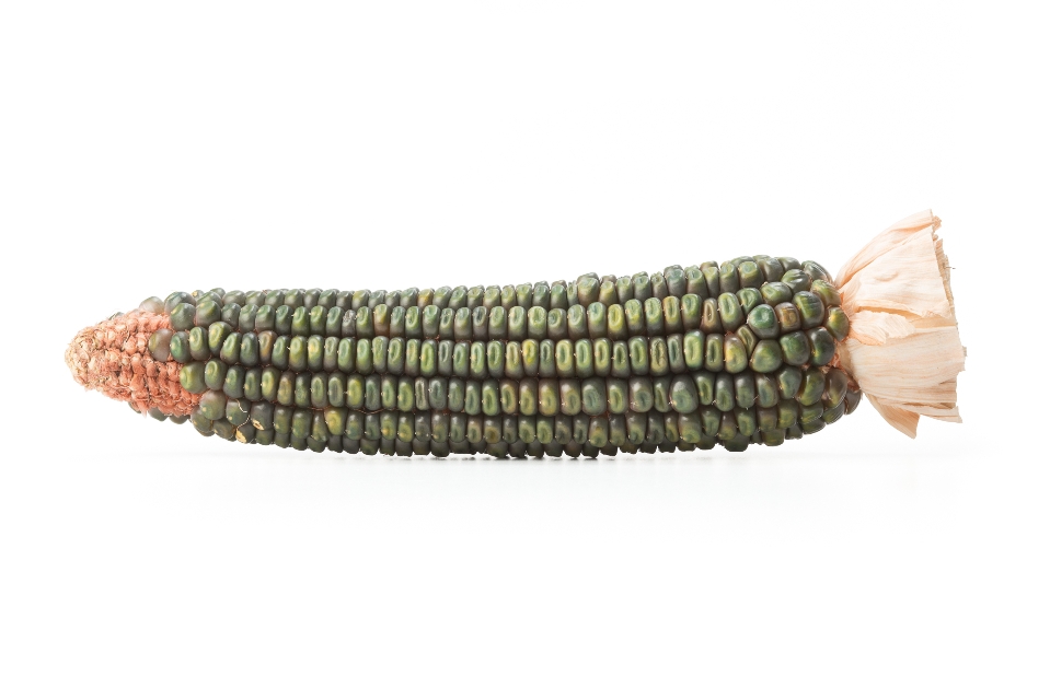 Oaxacan Green Corn