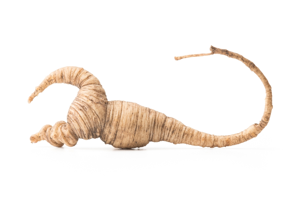 Ginseng