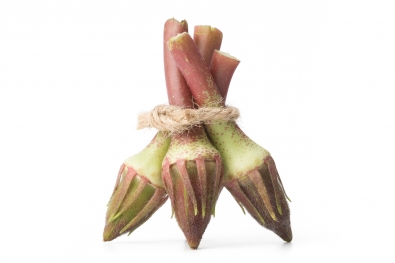 Carmine Splendor Okra