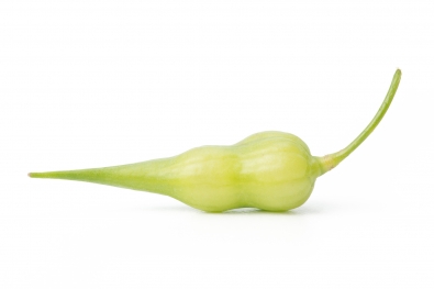 Radish Pod