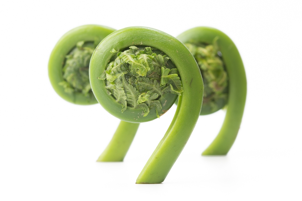 Fiddlehead Ferns