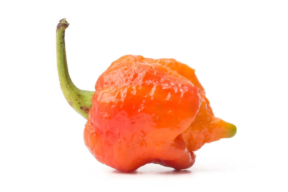 Trinidad Moruga Scorpion Pepper