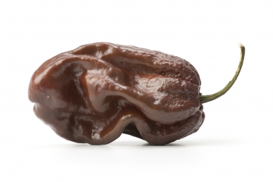 Chocolate Scotch Bonnet Pepper