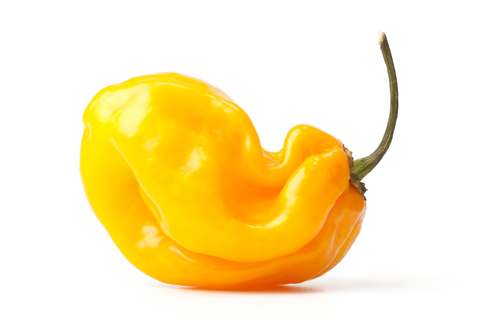 Yellow Scotch Bonnet Pepper
