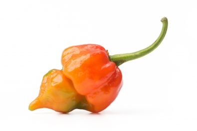 Trinidad Scorpion Butch T Pepper