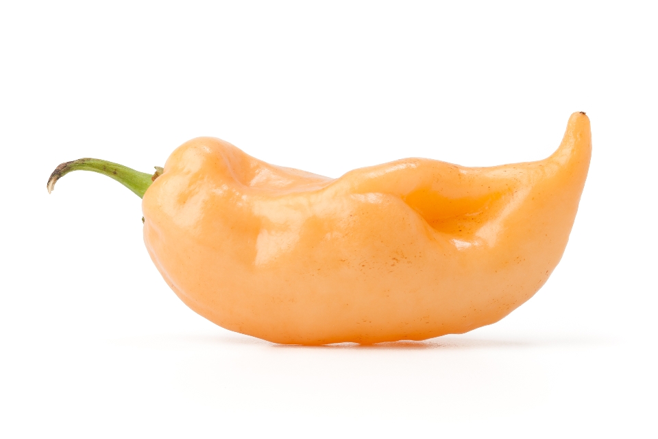 Orange Habanero Pepper
