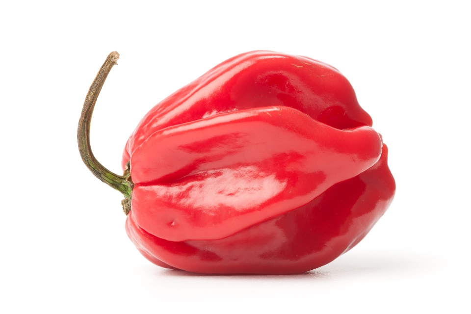 Red Scotch Bonnet Pepper