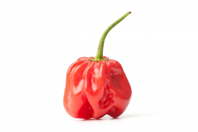 Red Habanero Pepper