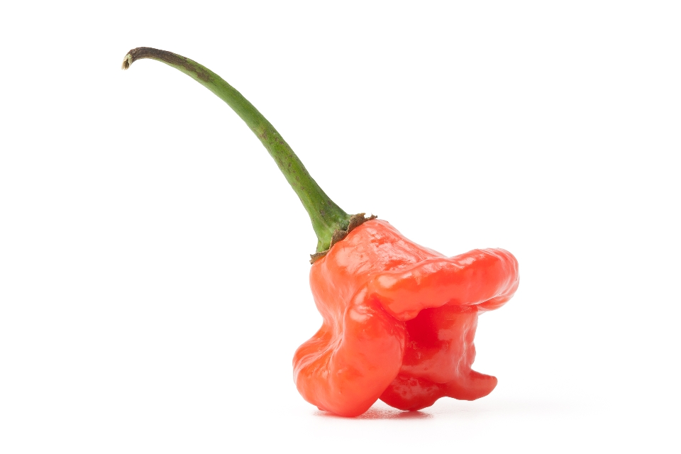 Red Aji Dulce Pepper