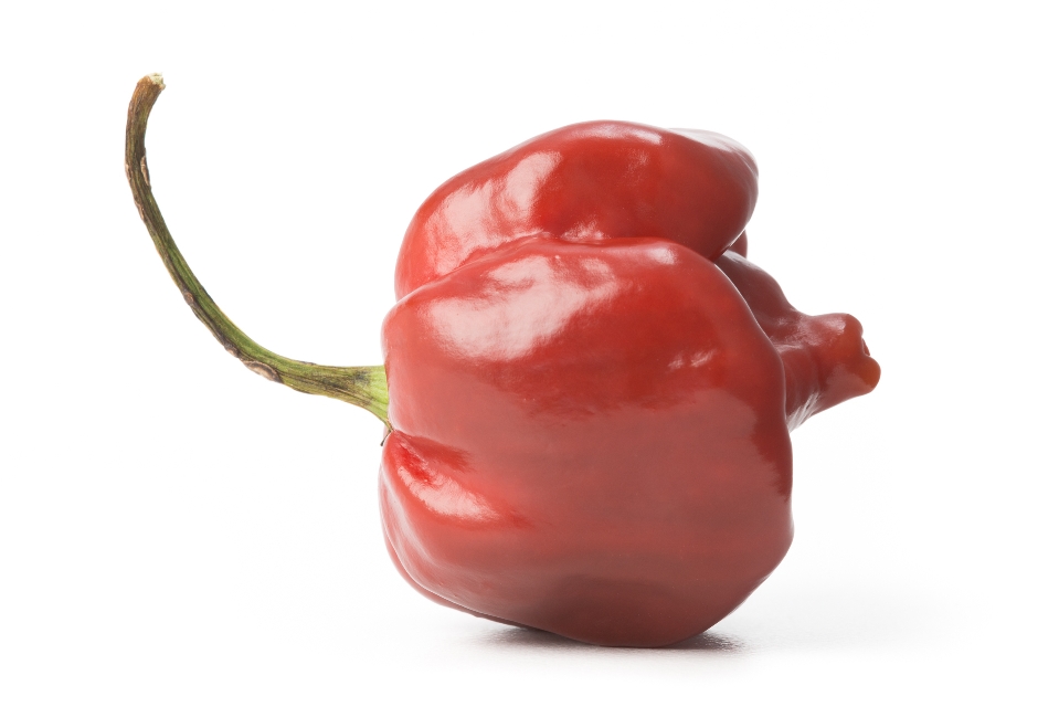 Ketchup Scotch Bonnet Pepper
