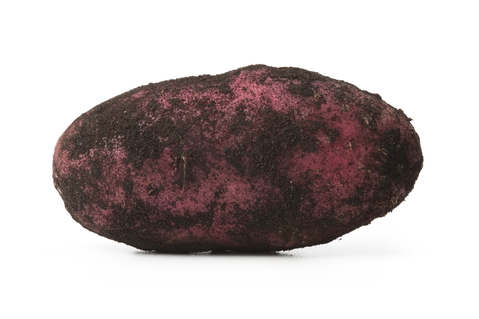 Black Dirt Red Thumb Potato