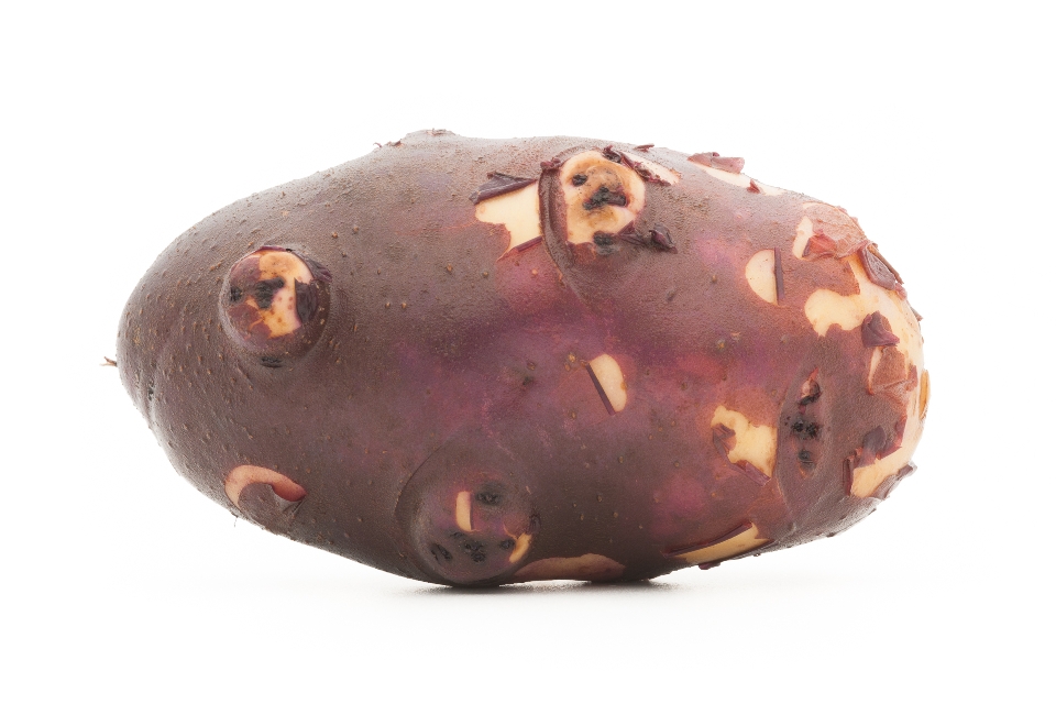 Purple Viking Potato