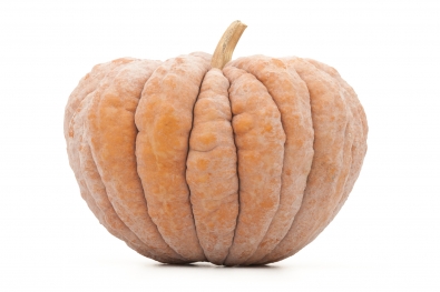 Chirimen Squash