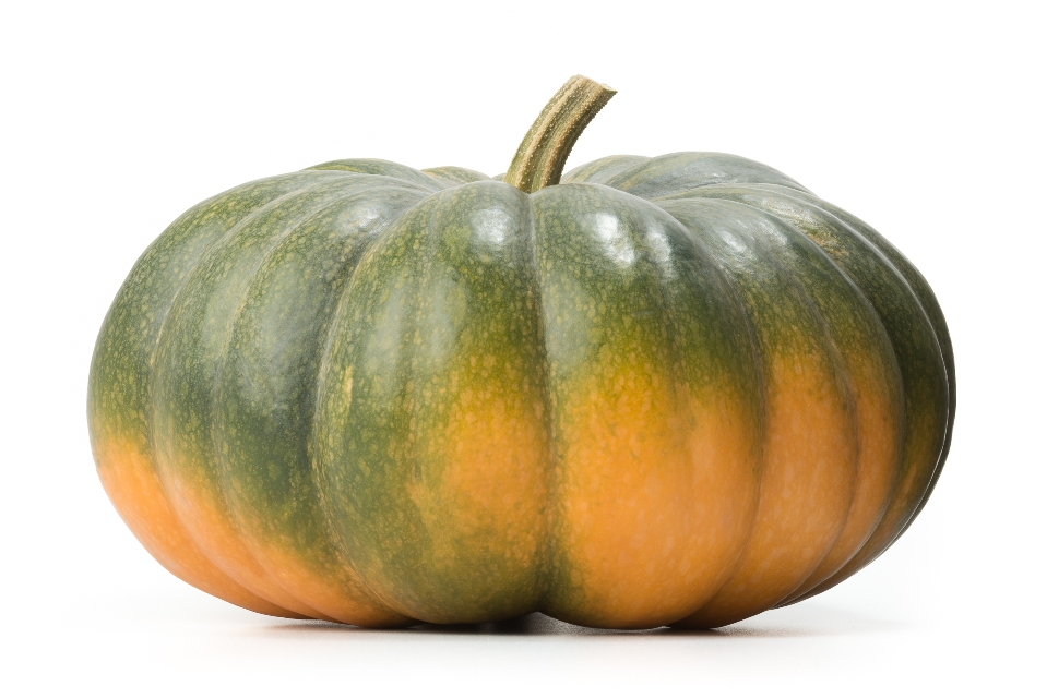 Young Fairytale Pumpkin / Young Musquée de Provence Pumpkin