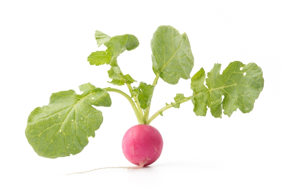 Pink Lady Slipper Radish with Greens