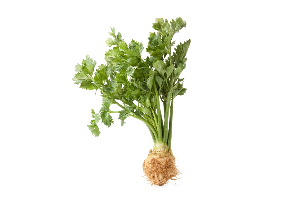 Celeriac with Celery Greens