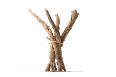 Burdock
