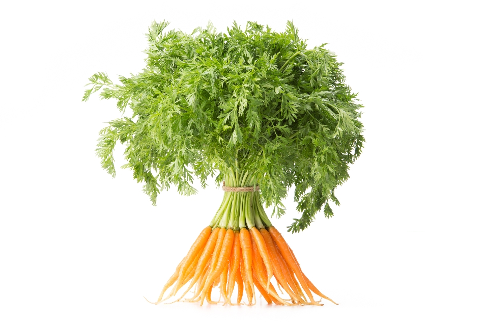 Baby Sugar Snack Carrots with Greens