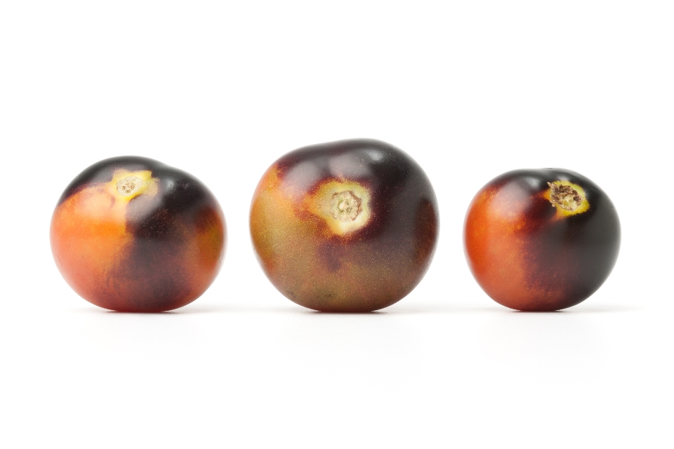 Indigo Rose Tomatoes