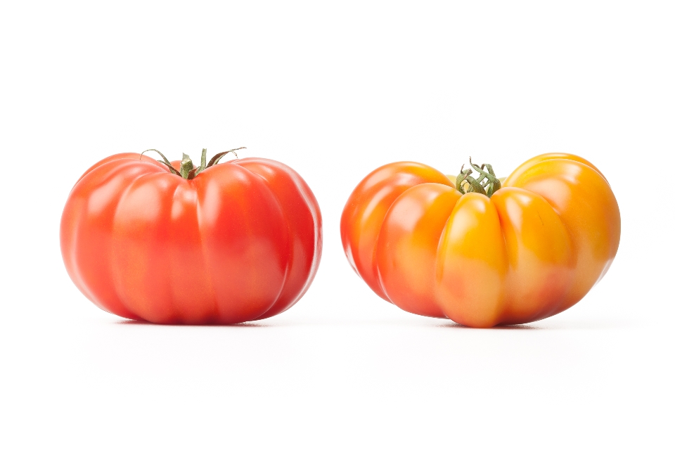 Mortgage Lifter Tomatoes