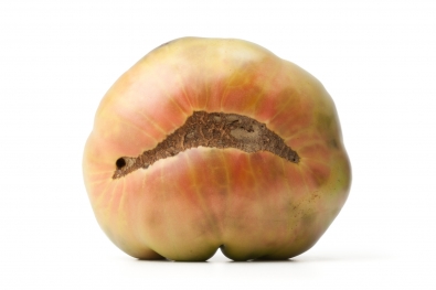 Aunt Ruby Tomato